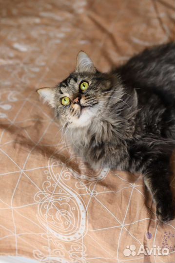 Котик в добрые руки
