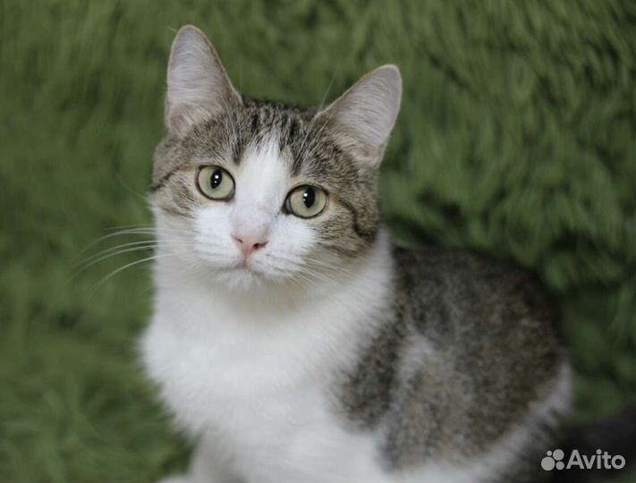 Незнакомка