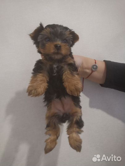 Йоркширский терьер щенки