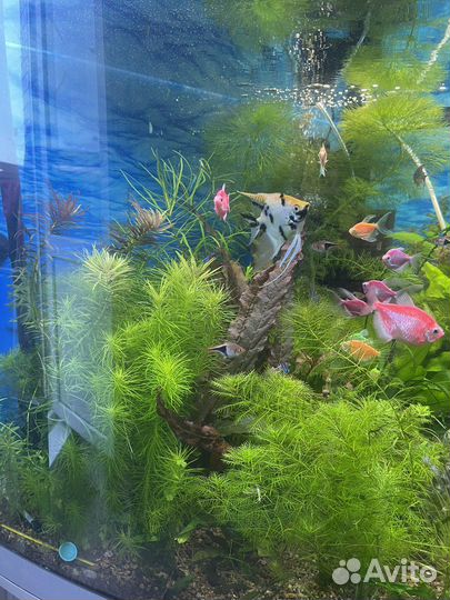 Аквариумные растения прополка