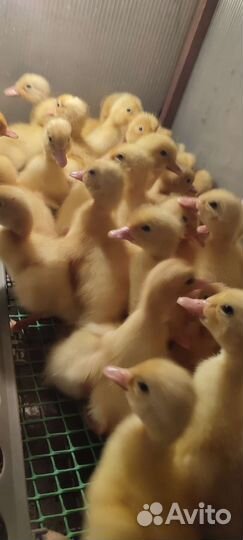 Утята стар 53