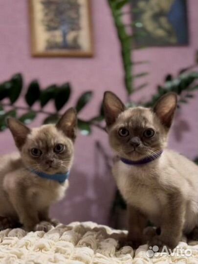 Бурманские котята шоколад