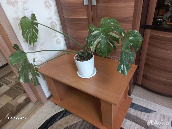 Монстера тайское созвездие