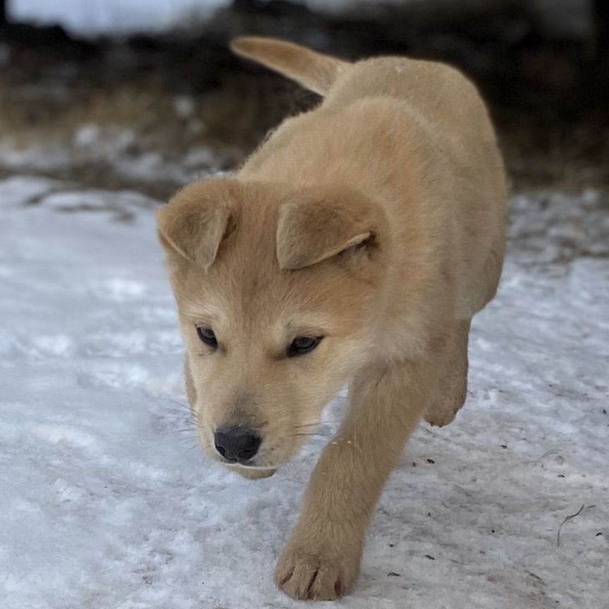 Щенок в добрые руки