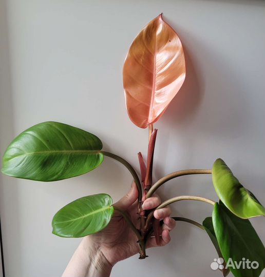 Филодендроны из личной коллекции