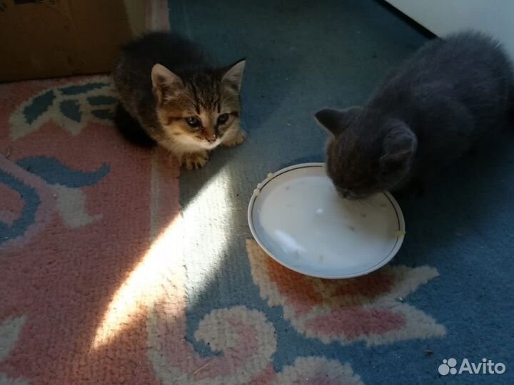 Отдам в добрый руки, котята мальчик и девочка