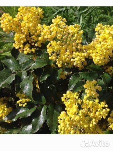 Многолетние растения Магония падуболистная