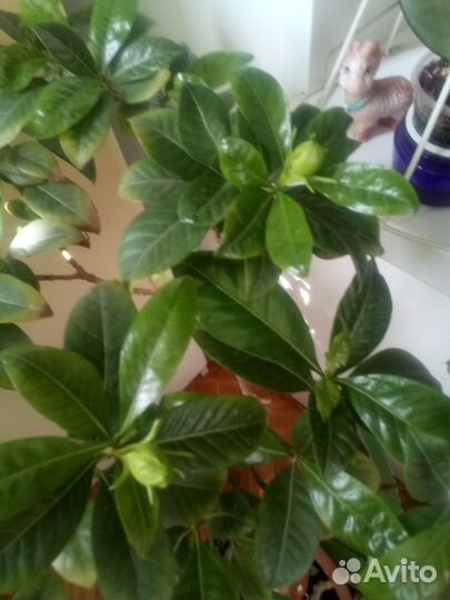 Гардения жасминовидная