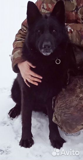 Восточноевропейская овчарка