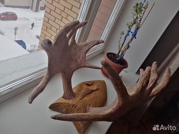 Продам рога лося