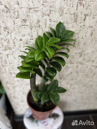 Замиокулькас зензи