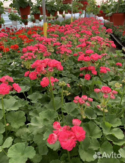 Пеларгония герань межвидовая