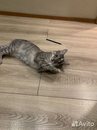 Отдам котенка в добрые руки бесплатно