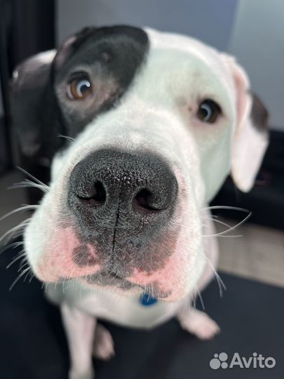 Грумер (стрижка кошек и собак с выездом на дом)