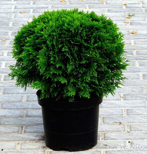 Туя западная даника