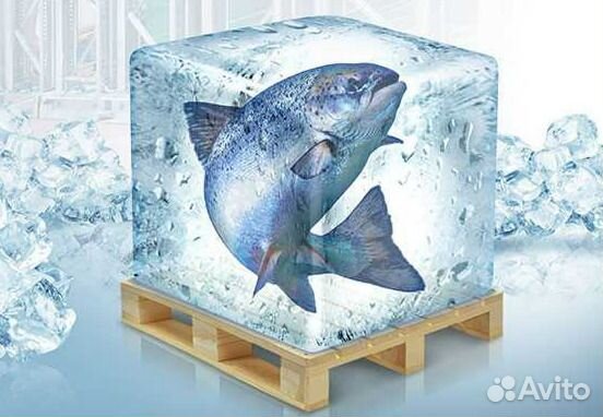 Тухлую не продаем Свежайшая рыба для бизнеса