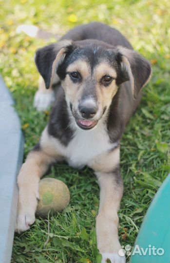 Две сестренки в добрые руки