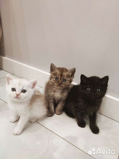 Шотландские котята