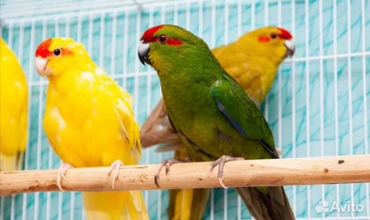 Попугай какарик птенцы