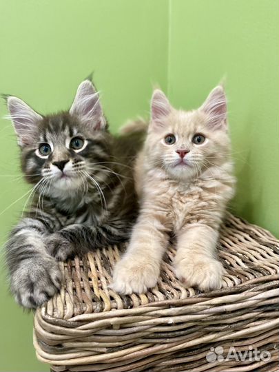 Котята мейн- кун