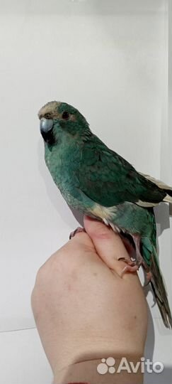 Какарик попугай