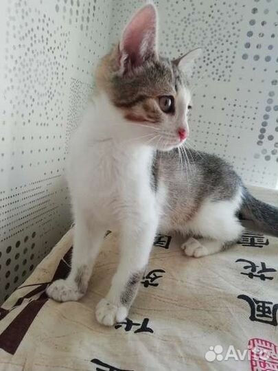 Котёнок мальчик