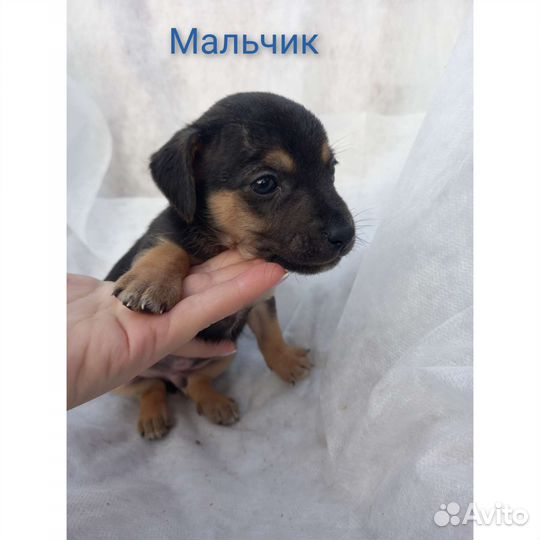 Щенки бесплатно