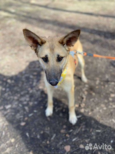 Умная и ласковая собака из приюта в дар