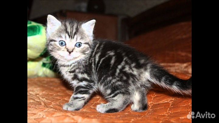 Продам Шотландских котят