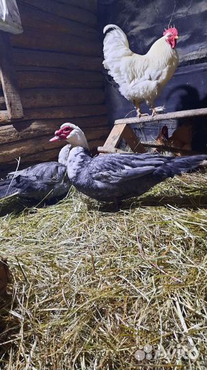 Куры петухи