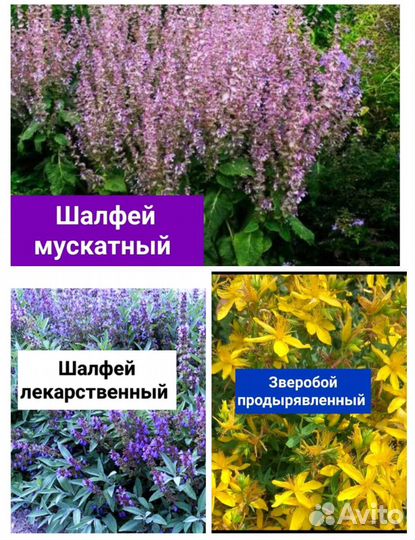 Родиола розовая, липпия и другие растения