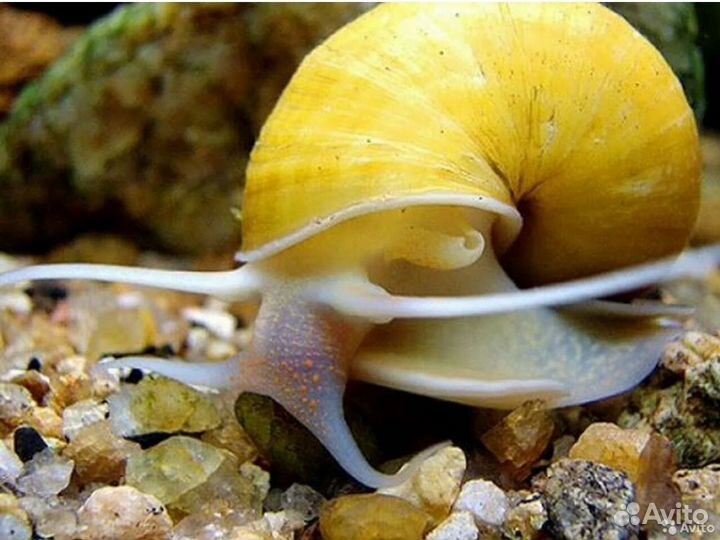 Улика Ампулярии, Физы, Мелании