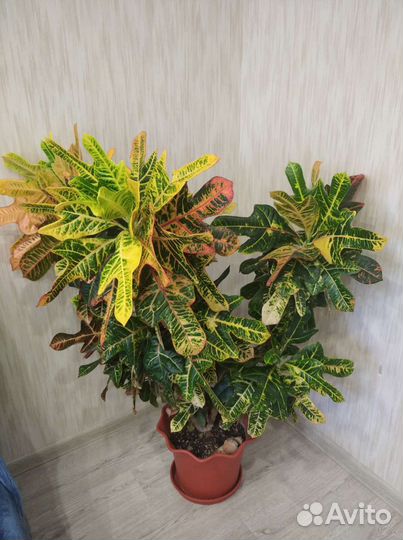 Кодиеум кротон