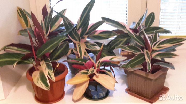 Строманта - домашние красавцы Триколор