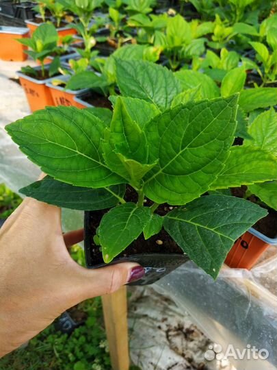 Гортензия Бесконечное лето