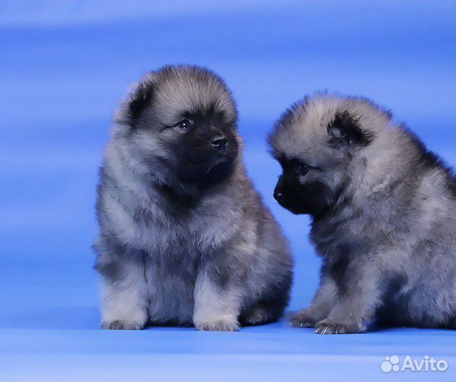 Кеесхонд вольфшпиц