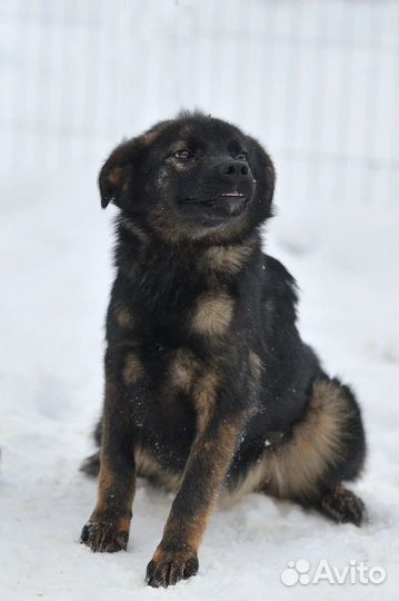 Щенуля в добрые руки