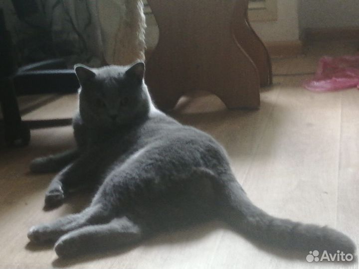 Британский котик вязка