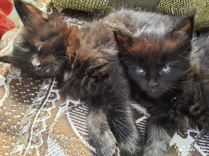 Кошки мейн-кун