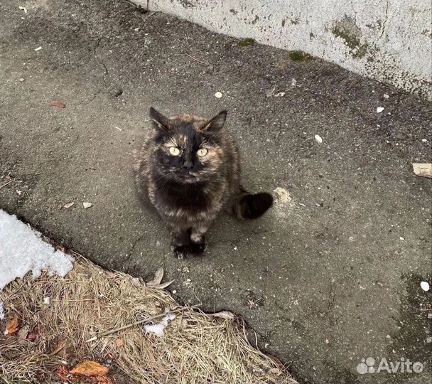 Кошка в добрые руки