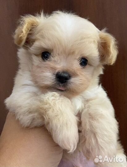 Мальтипу F1 щенки