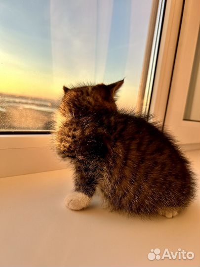 Котенок мальчик 2,5 мес