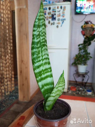 Сансевиерия цветущая,Щучий хвост,Тещин язык
