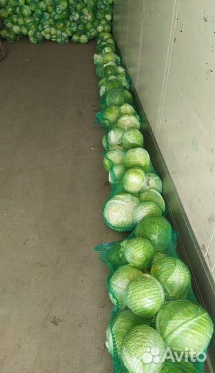 Капуста свежий урожай оптом