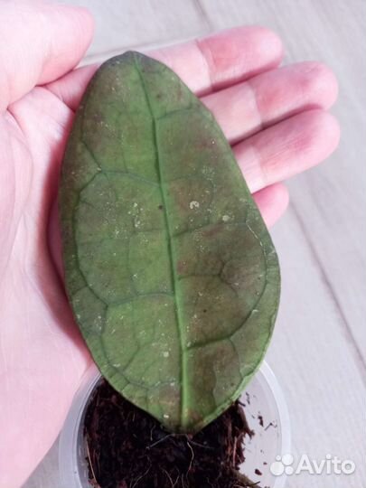 Хойя sp. Lata Iskandar A, Хойя компакта регалис