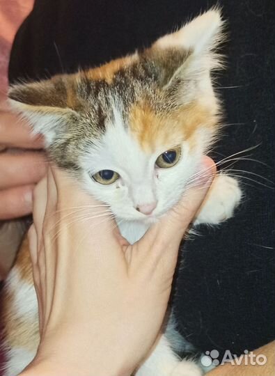 Кошка в дар бесплатно