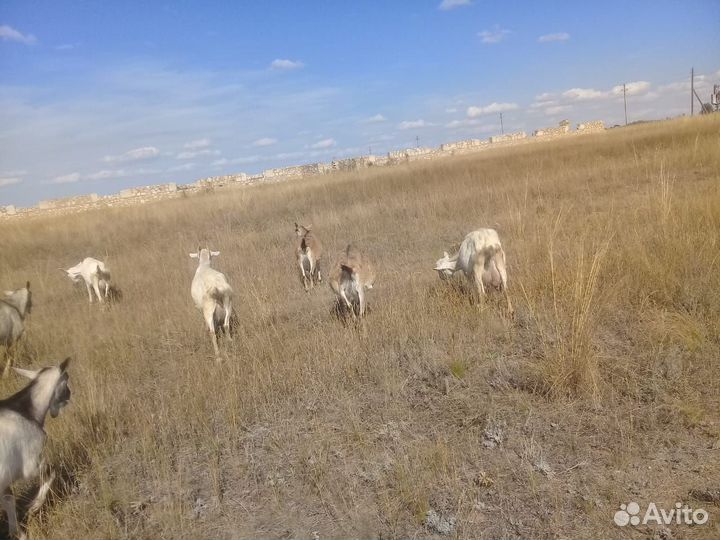 Продаются дойные козы