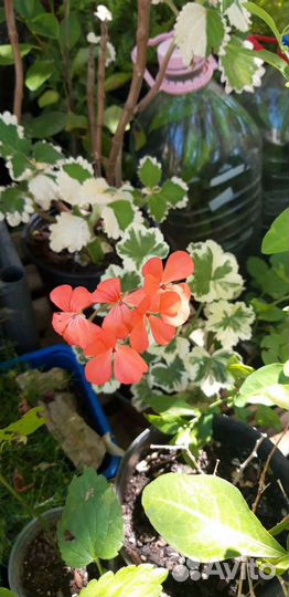 Редкие и интересные комнатные растения