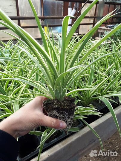 Хлорофитум