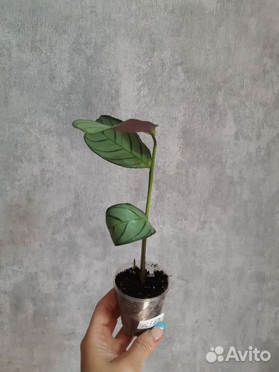 Ктенанта Амагрис